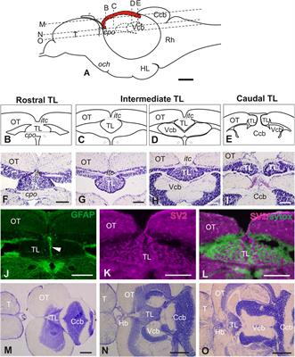 Anatomy and Connectivity of the Torus Longitudinalis of the Adult Zebrafish